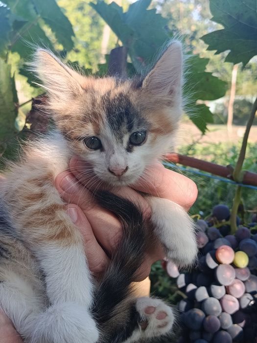 Продам пушистых котят