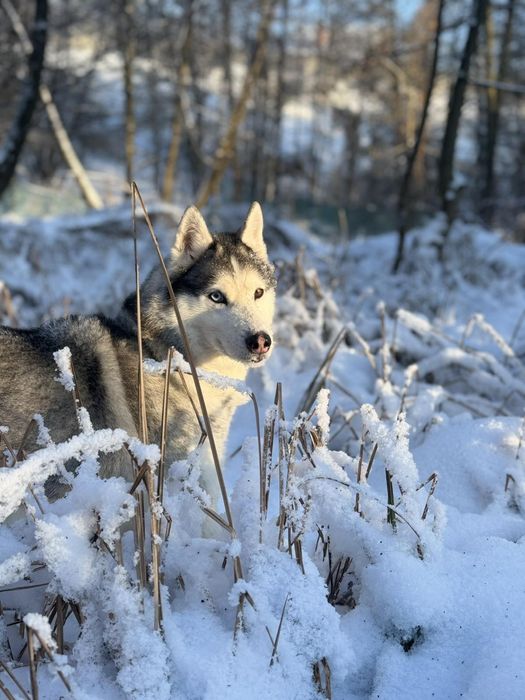 Віддам Хаскі дівчинка