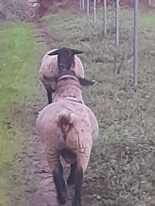 Casal Ovelhas Suffolk, a ovelha está prenha