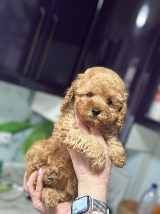 Кукольная мини мальтипу