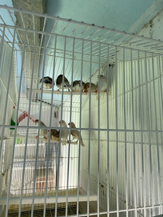 Mandarins de exposiçao 2026