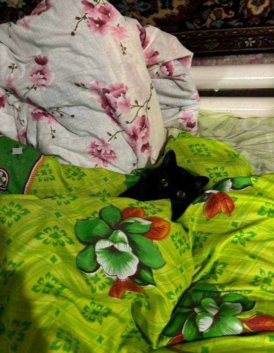 Бомбейська кішечка