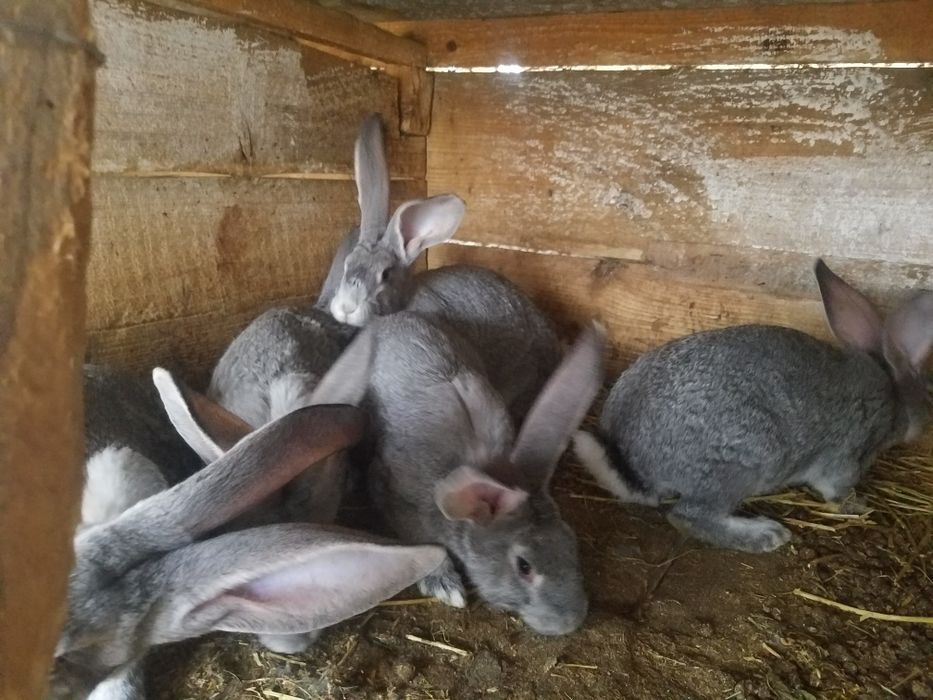 продаеться кролі породи шиншила европейська від гарних батьків.