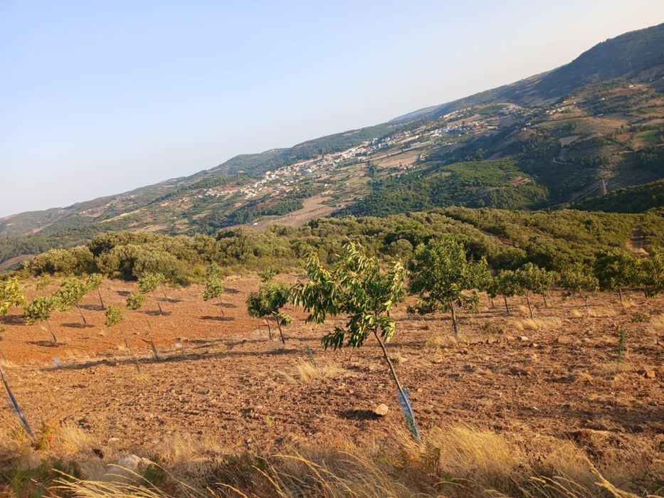 Projeto agrícola de castanheiros