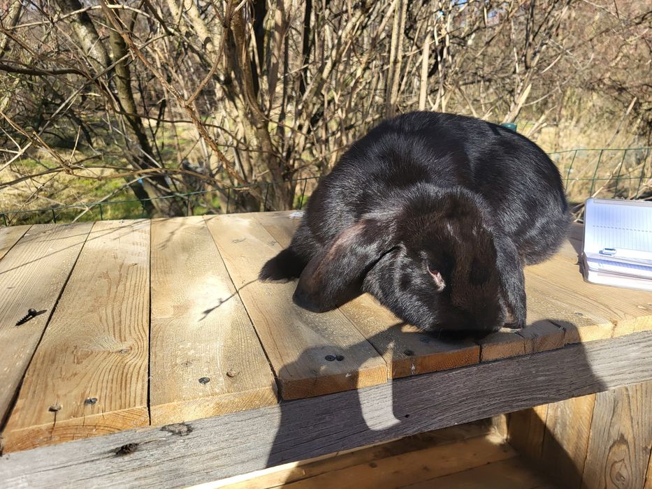 Królik baran francuski