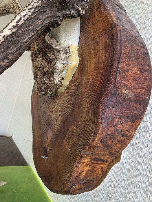 Коллекционные рога оленя.