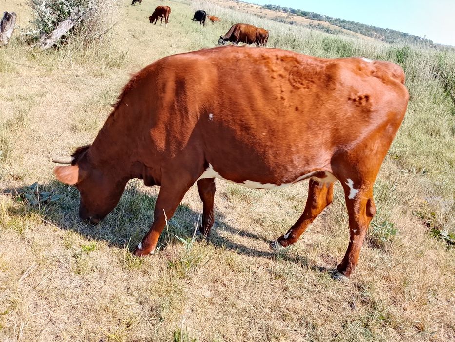 Коровы бычки телочки