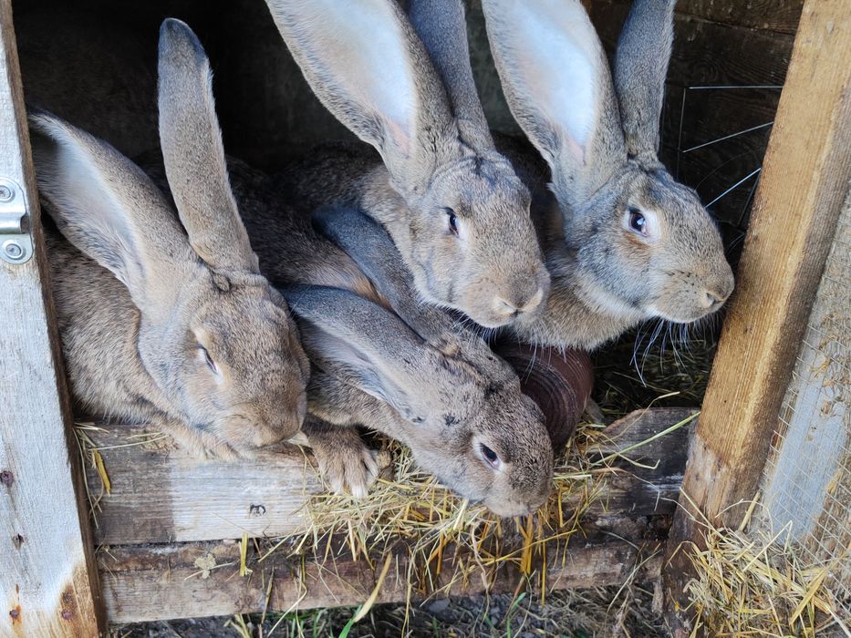 Króliki samce i samice