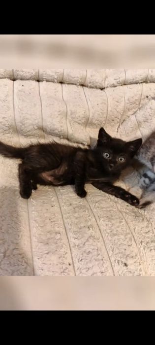 Маленький чёрный котёнок, мальчик, спокойный..