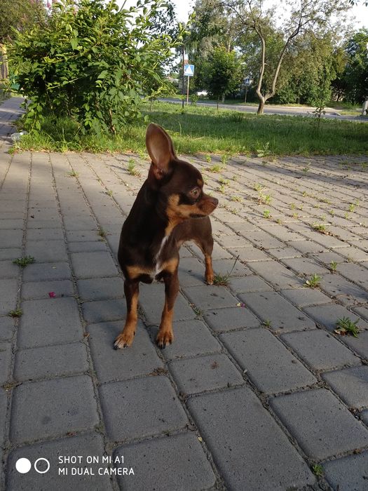 Ищем девушку для вязки