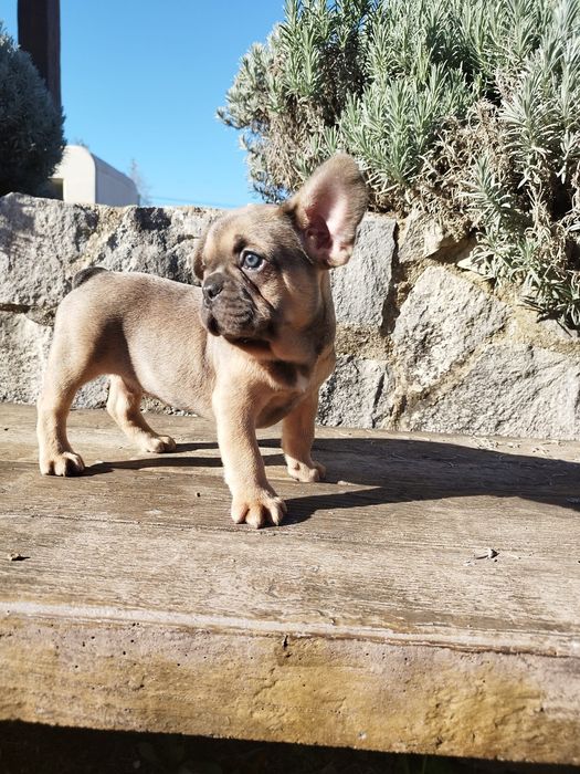 Bulldog Francês Macho