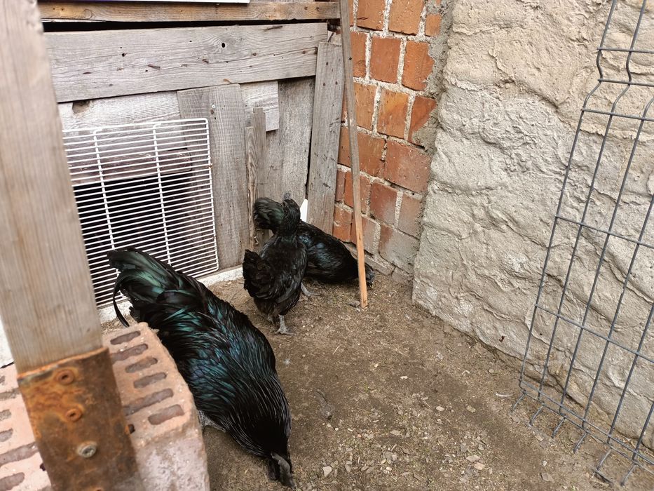 Ayam cemani  kury ozdobne 2026r