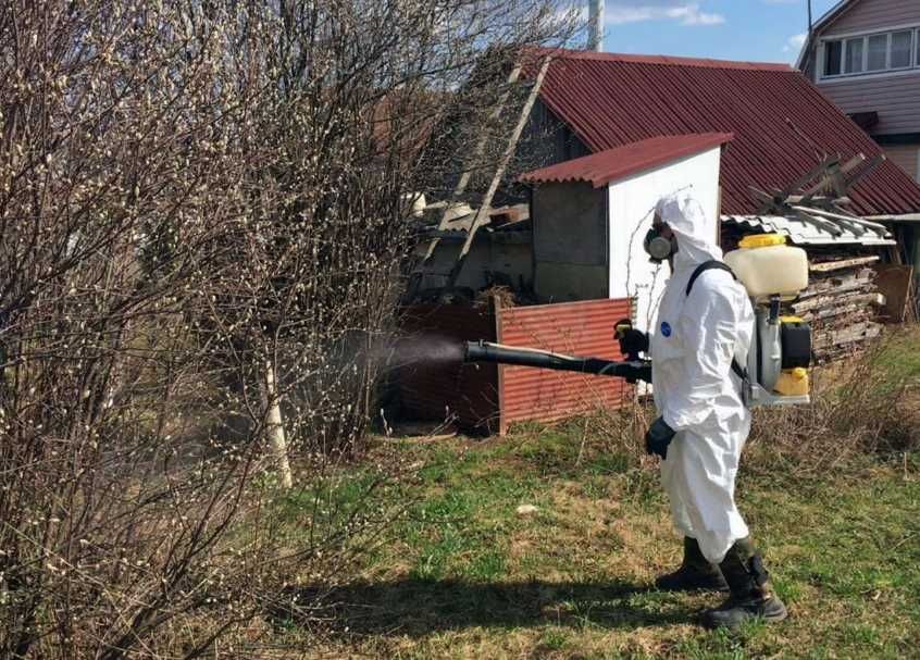 Борьба с крысами и мышами: дератизация, защита от повторного появления