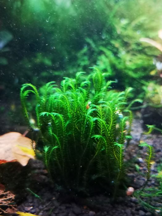 Fissidens sp. Adianthoides 10 gałązek