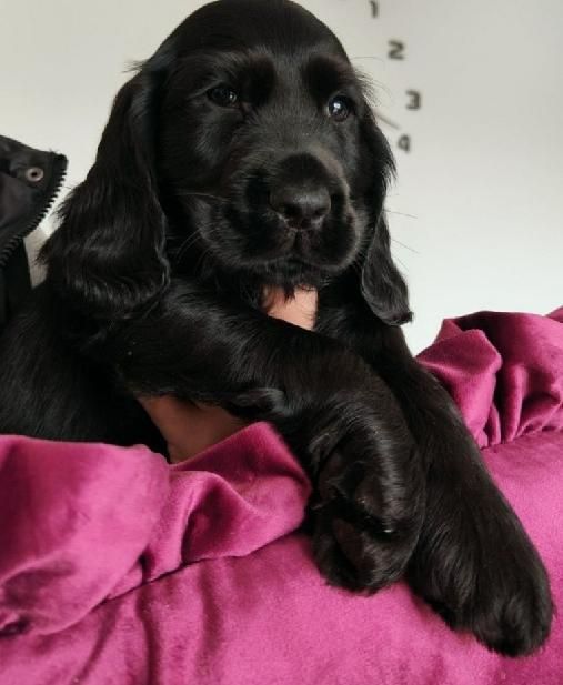 Wyjątkowej urody piesek rasy Cocker spaniel