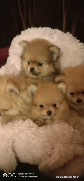 Померанський шпіц. Продаж