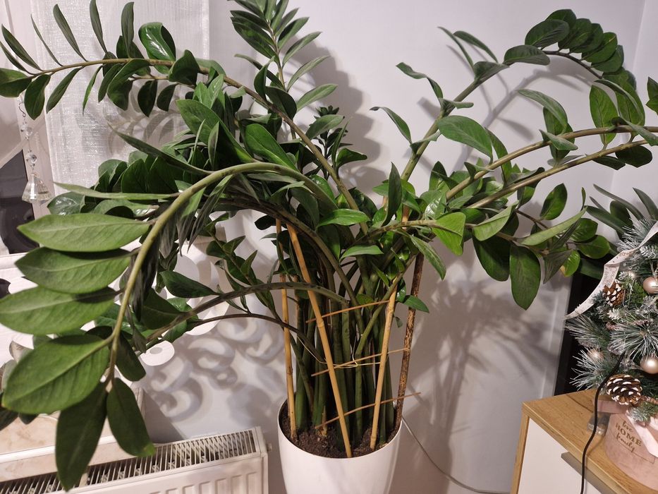 Kwiat zamiokulkas  piękny duży