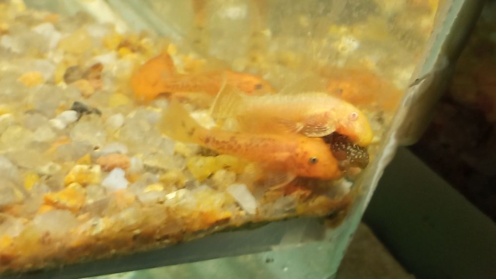 Молодняк анциструса (2мес)