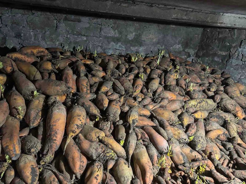 Кормовий буряк - дуже гарний