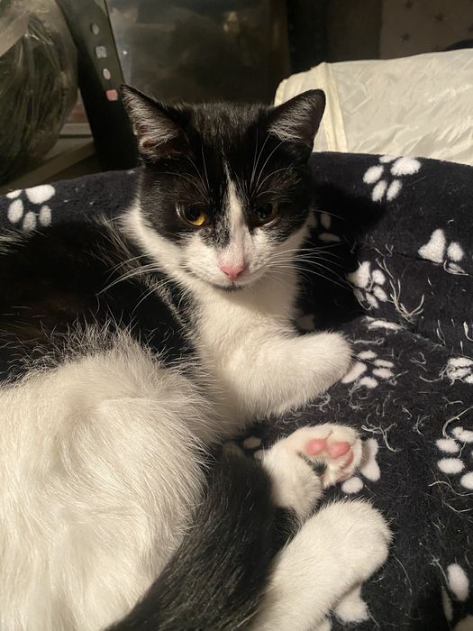 Kocurek roczny do adopcji