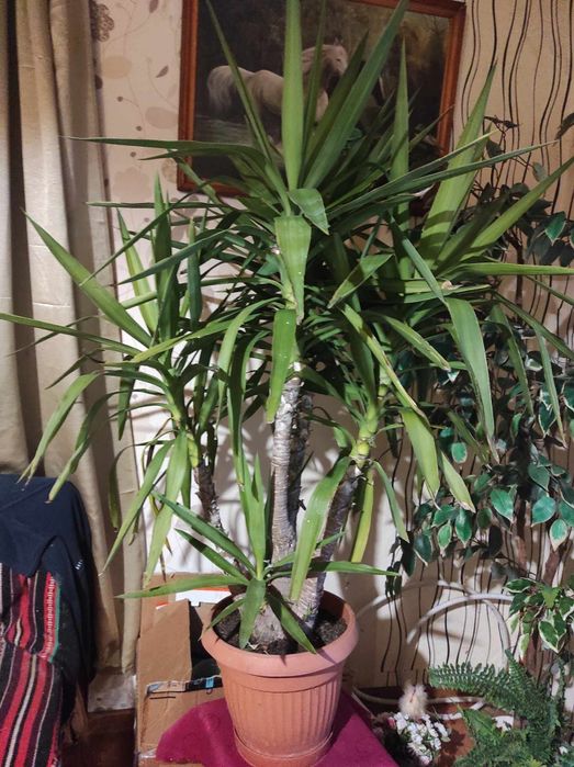 Kwiatek Juka 150cm