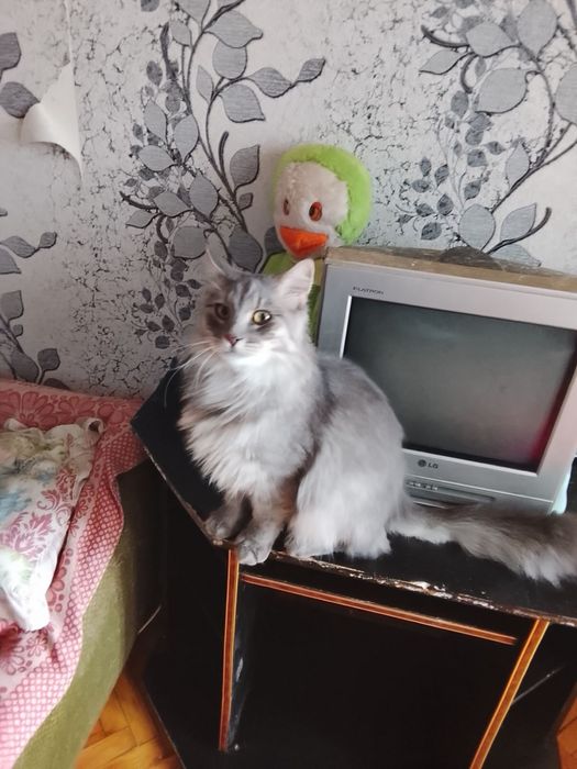 котики братики ищут дом