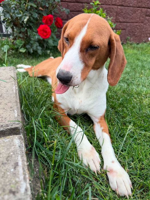 Gończy chorwacki do adopcji