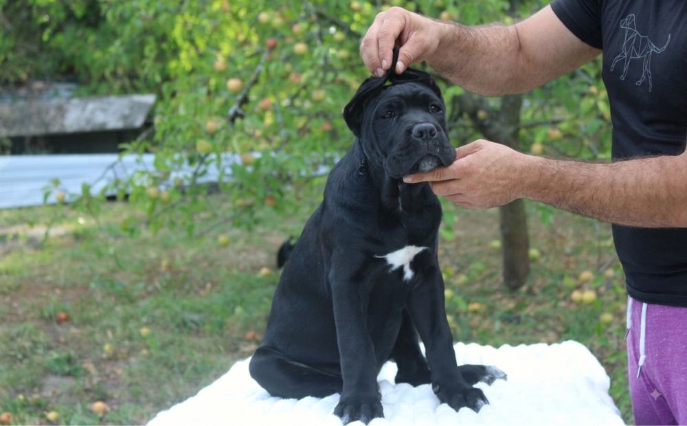 Cane corso fci ZKwP
