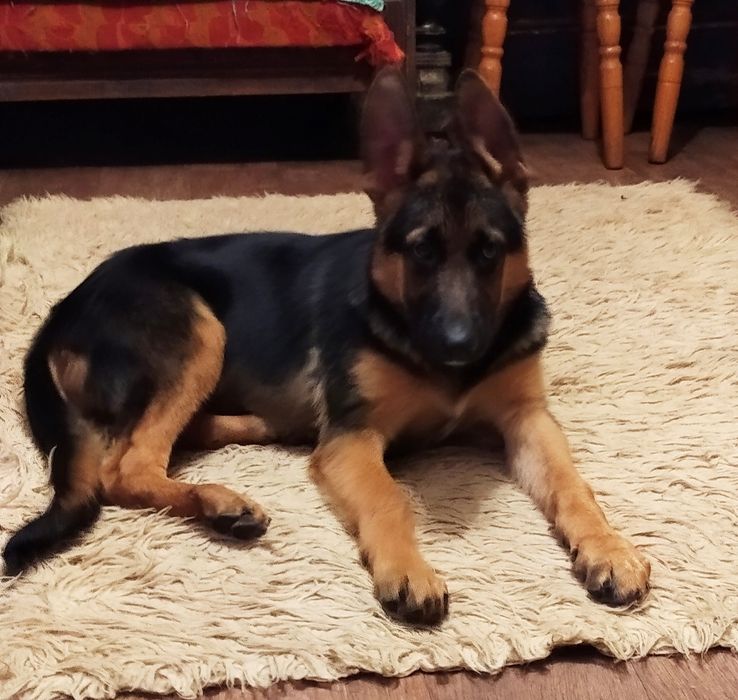 Яркая подрощенная сука с родословной