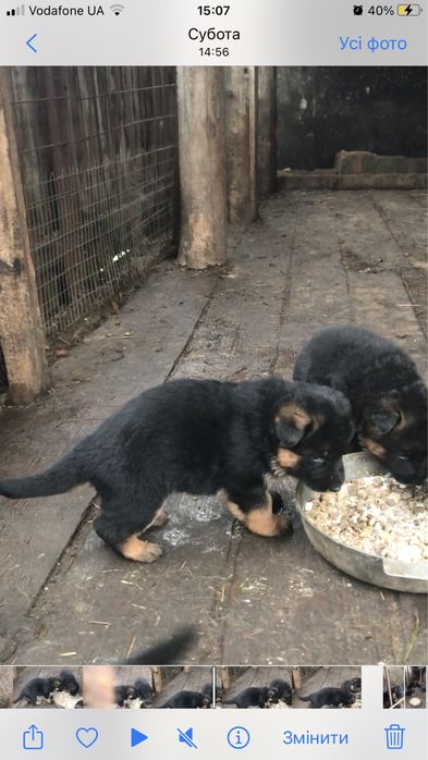 Продаються  цуценята чистокровної німецької вівчарки