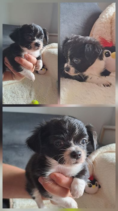 chihuahua macho pelo longo