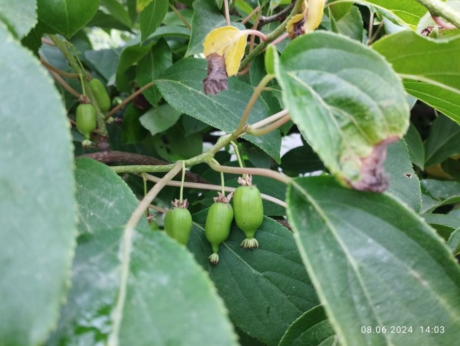 Актинідія, інжир, гранат