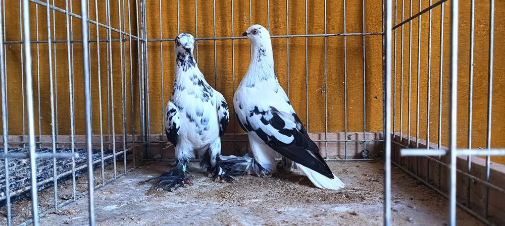 Gołębie z lotu Berliny na białym ogonie kosmate. Widyny