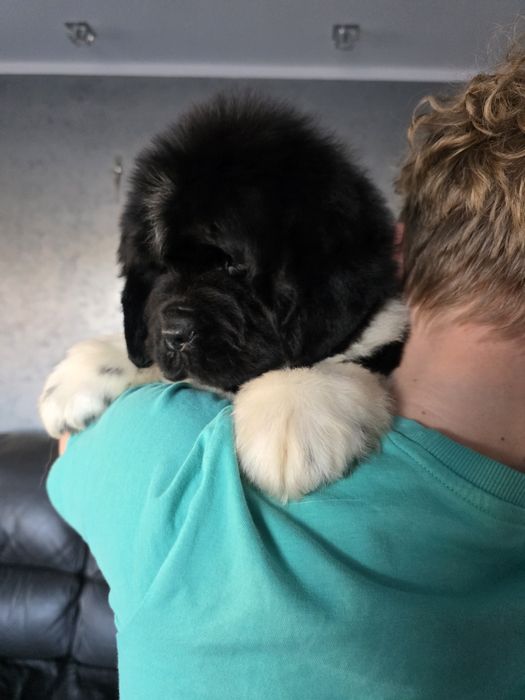 Nowofundland szczenie ZKWP FCI doskonały rodowód