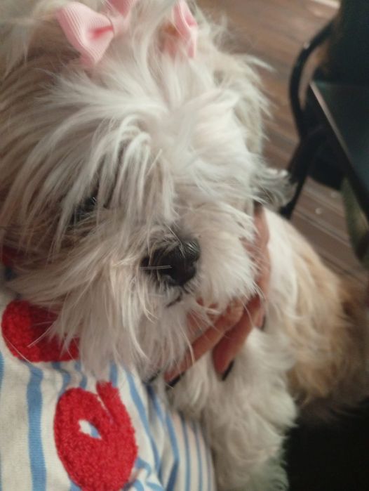 Shih tzu menina lindíssima