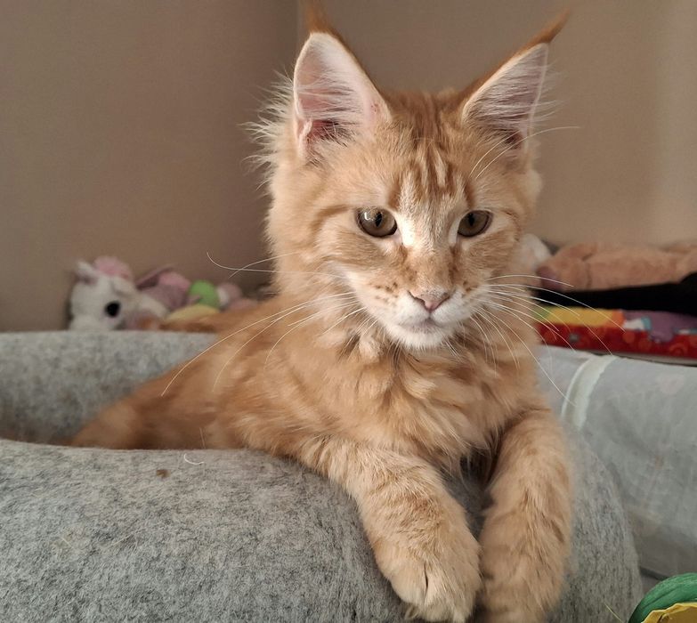 Ruda koteczka Inez z rodowodem