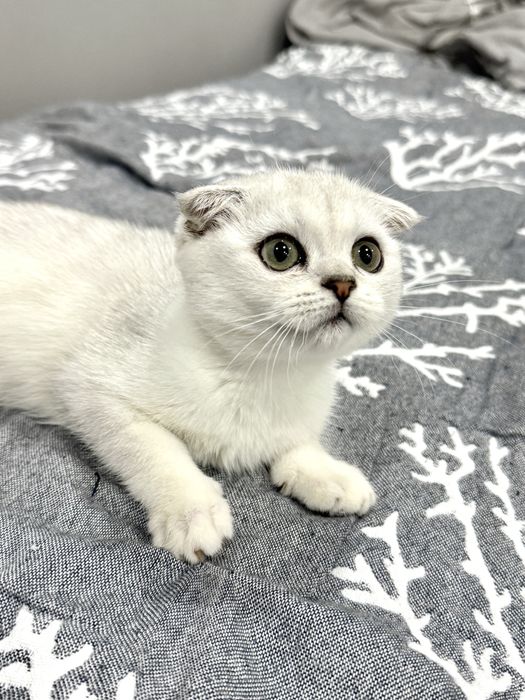 Шотландські кошенята, срібна шиншила