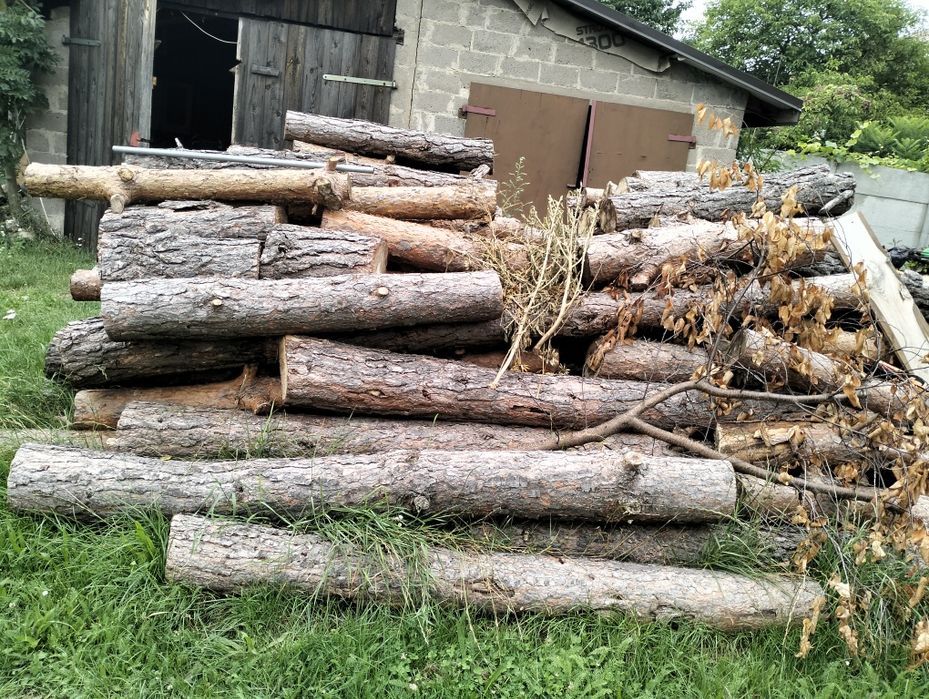 Sprzedam drzewo sosna