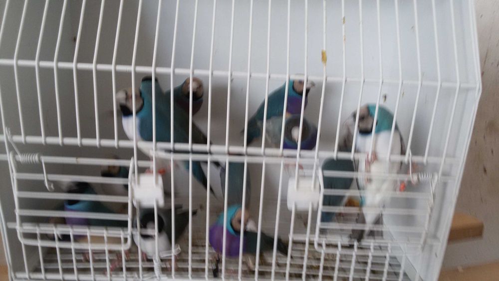 Vendo boas amas sexadas