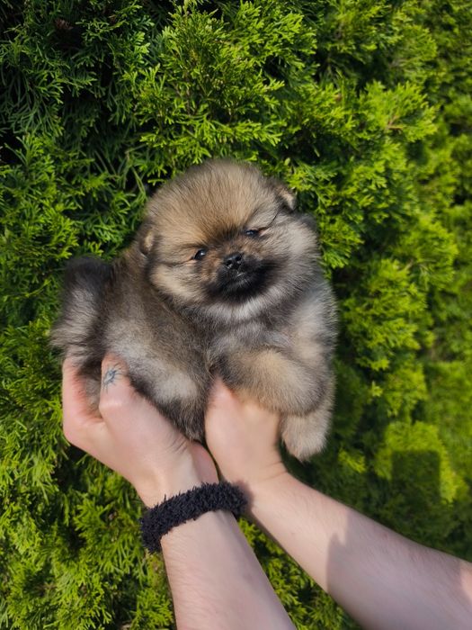 Szpic miniaturowy pomeranian