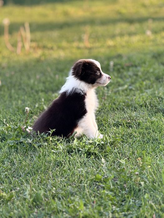 Szczeniaczek  Śliczna Suczka Border Collie Czekoladka