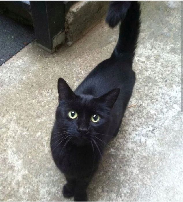 Salem i Imbir szukają miłości :)