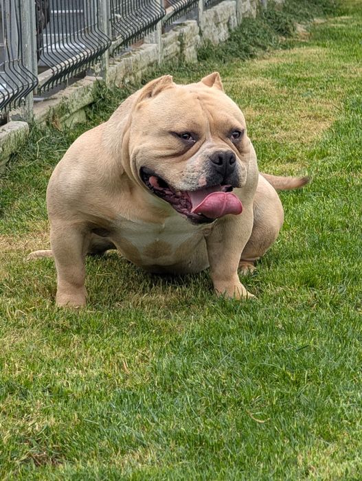 American bully POCKET