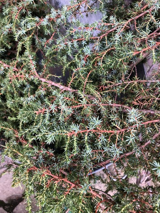 Мікси свіжої хвої.