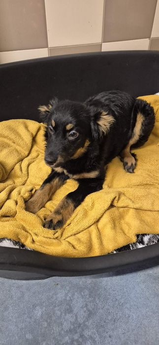 Suczka okolo 4 miesiace