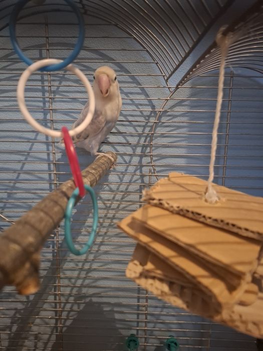 Papuga nierozłączka