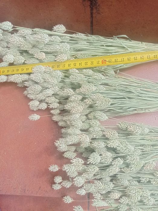 Фаляріс, фалярис натуральний 100 шт