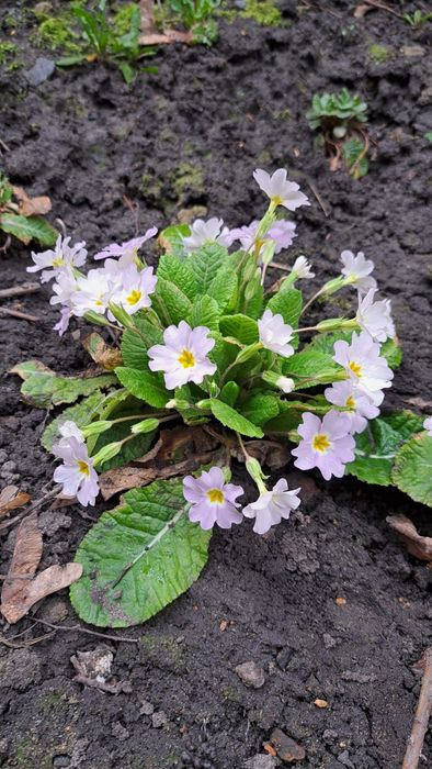 Примула менші і більші кущики