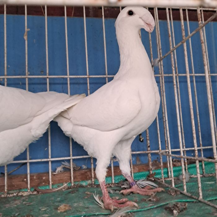 Niemiecki wystawowy import niemcy możliwy transport