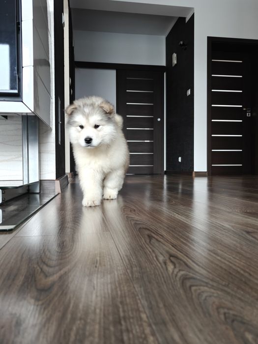 Alaskan Malamute